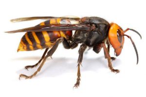 images-300x200 蜂に刺されたらやっておく対処法５選。刺されると危ない蜂の種類は？